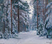 Schneebedeckter Waldweg - Stanisław Żukowski — Ansicht des Kunstwerks