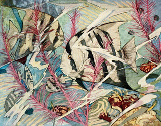 Stephen Haweis - Atlantic Spadefish.webp