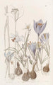 Crocus d'automne - Sydenham Edwards — Ansicht des Kunstwerks