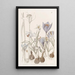 Crocus d'automne - Sydenham Edwards — gerahmtes Bild an der Wand