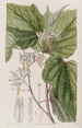 Marlea mit Bégonienblättern - Sydenham Edwards — Ansicht des Kunstwerks