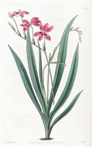 Sydenham Edwards - Bloodspotted Anomatheca.webp