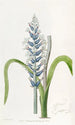 Lachenalia pâle à fleurs bleues - Sydenham Edwards — Ansicht des Kunstwerks
