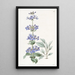Pentstemon à feuilles bleues - Sydenham Edwards — gerahmtes Bild an der Wand