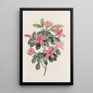 Sydenham Edwards - Bluntleaved Azalea.webp