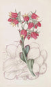 Echeveria à feuilles émoussées - Sydenham Edwards — Ansicht des Kunstwerks