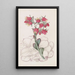 Echeveria à feuilles émoussées - Sydenham Edwards — gerahmtes Bild an der Wand