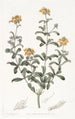 Gastrolobium à feuilles émoussées - Sydenham Edwards — Ansicht des Kunstwerks