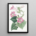 Lophospermum rougissant - Sydenham Edwards — gerahmtes Bild an der Wand