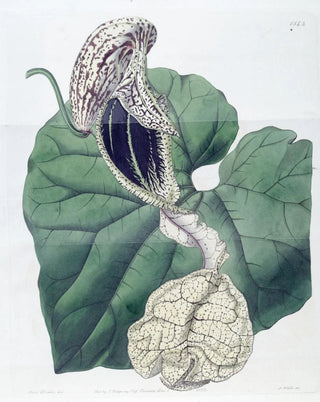 Sydenham Edwards - Boatflowered Birthwort.webp