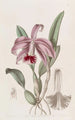 Cattleya nain à bordure - Sydenham Edwards — Ansicht des Kunstwerks
