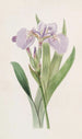 Iris à pointe hérissée - Sydenham Edwards — Ansicht des Kunstwerks