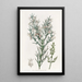 Colletia hérissée - Sydenham Edwards — gerahmtes Bild an der Wand