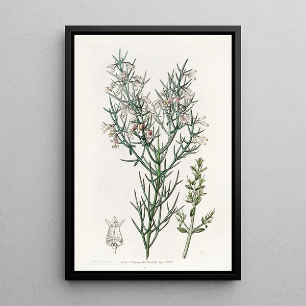 Sydenham Edwards - Bristling Colletia.webp