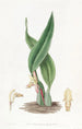 Maxillaria brunâtre - Sydenham Edwards — Ansicht des Kunstwerks