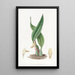 Maxillaria brunâtre - Sydenham Edwards — gerahmtes Bild an der Wand