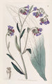 Cynoglosse à fleurs de buglosse - Sydenham Edwards — Ansicht des Kunstwerks