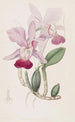 Cattleya bulbeux - Sydenham Edwards — Ansicht des Kunstwerks