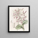 Dendrobium mit Büffelkopf - Sydenham Edwards — gerahmtes Bild an der Wand