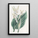 Canna de Laguna - Sydenham Edwards — gerahmtes Bild an der Wand