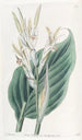 Canna de Laguna - Sydenham Edwards — Ansicht des Kunstwerks