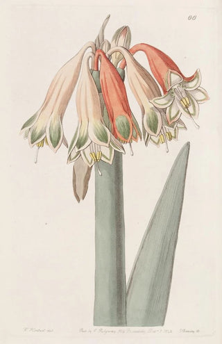 Sydenham Edwards - Changeable Coburgia.webp