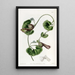 Aristoloche chilienne - Sydenham Edwards — gerahmtes Bild an der Wand