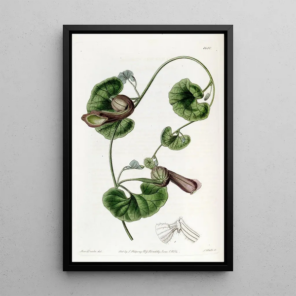 Sydenham Edwards - Chilian Birthwort.webp