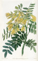 Baum Mayu chilenisch - Sydenham Edwards — Ansicht des Kunstwerks