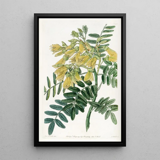 Sydenham Edwards - Chilian Mayu Tree.webp