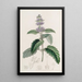 Barbe-de-chinois - Sydenham Edwards — gerahmtes Bild an der Wand