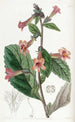 Rehmannia chinoise - Sydenham Edwards — Ansicht des Kunstwerks
