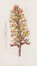 Stenorhynchus cinabre - Sydenham Edwards — Ansicht des Kunstwerks