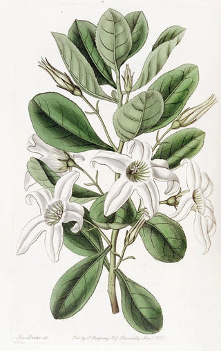 Sydenham Edwards - Clammy Anthocercis.webp