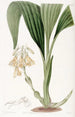 Calanthe en grappes - Sydenham Edwards — Ansicht des Kunstwerks
