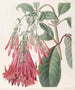 Fuchsia à fleurs groupées - Sydenham Edwards — Ansicht des Kunstwerks