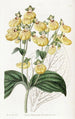 Calceolaria à fleurs crénelées - Sydenham Edwards — Ansicht des Kunstwerks