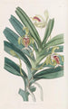 Vanda crêtée - Sydenham Edwards — Ansicht des Kunstwerks