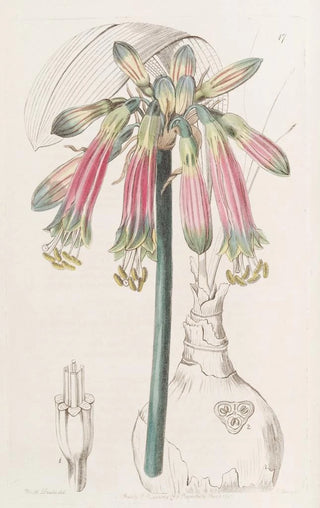 Sydenham Edwards - Crimson and Green Phaedranassa.webp