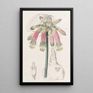 Sydenham Edwards - Crimson and Green Phaedranassa.webp