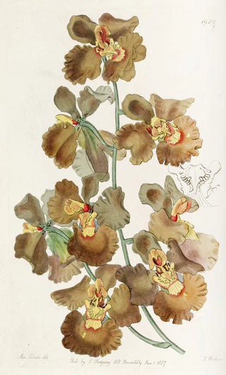 Sydenham Edwards - Curledflowered Oncidium.webp