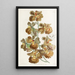 Oncidium à fleurs bouclées - Sydenham Edwards — gerahmtes Bild an der Wand