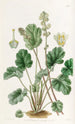 Heuchera cylindrique - Sydenham Edwards — Ansicht des Kunstwerks