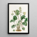 Heuchera cylindrique - Sydenham Edwards — gerahmtes Bild an der Wand