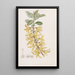 Forsythia dunkelgrün - Sydenham Edwards — gerahmtes Bild an der Wand