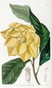 Baum Talaum von De Candolle - Sydenham Edwards — Ansicht des Kunstwerks