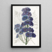 Delphinium Barlowii - Sydenham Edwards — gerahmtes Bild an der Wand