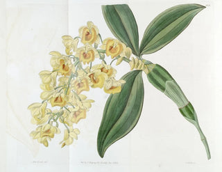 Sydenham Edwards - Denseflowered Dendrobium.webp