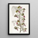 Fleur de moine terne - Sydenham Edwards — gerahmtes Bild an der Wand
