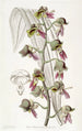 Fleur de moine terne - Sydenham Edwards — Ansicht des Kunstwerks